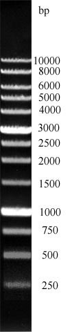 ДНК-маркер 10000/13C, 13 фрагментов от 250 до 10000 п.н.; концентрат 0,5 мг/мл, diaGene