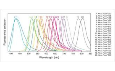 Molecular Probes (Thermo Fisher Scientific)
