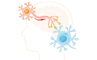 Нейробиология с умом: антитела Abclonal для исследований в области нейробиологии