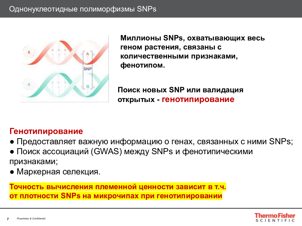 Однонуклеотидные полиморфизмы SNP's