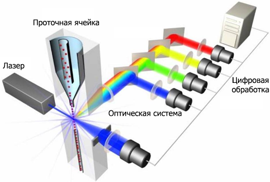 Схема строения классического проточного цитометра