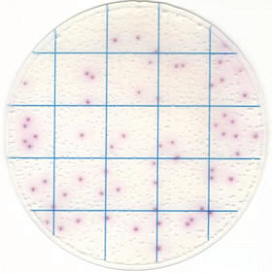 Тест-пластины KangarooSci для определения количества Salmonella, 12шт/уп.