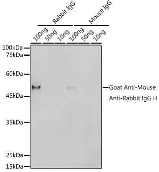 Антитела Anti-Mouse и Anti-Rabbit IgG H козьи, поликлональные, конъюгированные с HRP polymer, вестерн-блоттинг