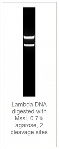0,7% агарозный гель-электрофорез с результатами гидролиза ДНК фага лямбды эндонуклеазой рестрикции MssI (2 сайта рестрикции)