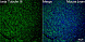 Антитела Anti-Rabbit IgG (H+L) козьи, поликлональные, коньюгированые с ABflo 408, проточный цитометрический анализ