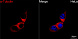 Антитела Anti-Mouse IgG (H+L) козьи, поликлональные, конъюгированные с ABflo 647, проточный цитометрический анализ 