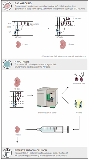 Сортировка живых клеток из 15-дневных эмбрионов мышей
