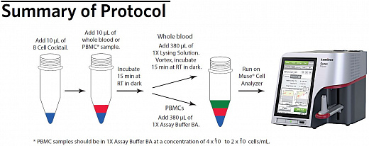 Набор для подсчета B-клеток человека Muse Human B Cell Kit, 100 тестов Фото 2