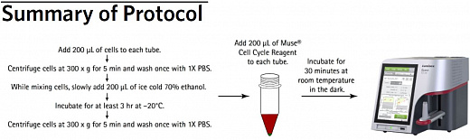 Набор для анализа клеточного цикла Muse Cell Cycle Kit, 100 тестов Фото 3