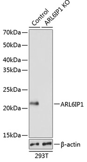 Антитела [KO Validated] ARL6IP1 кроличьи, поликлональные