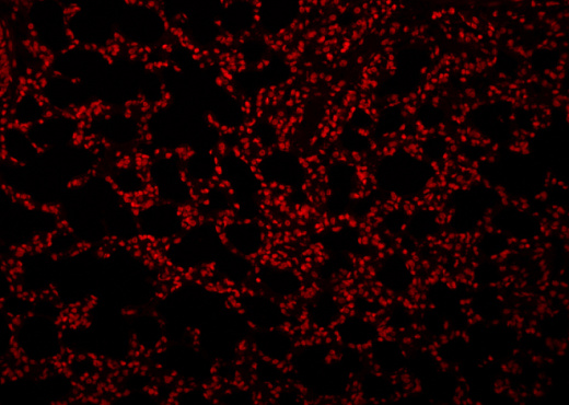 Пропидий йодид, раствор 100 мкг/мл, в растворе, Servicebio, Китай