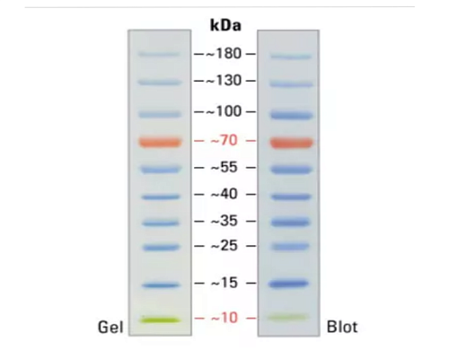 Маркер молекулярного веса белков, 10-180 кДа, предокрашенный
