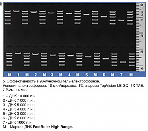 Маркер длин ДНК, FastRuler High Range, 5 фрагментов от 500 до 10000 п.н., готовый к применению Фото 3