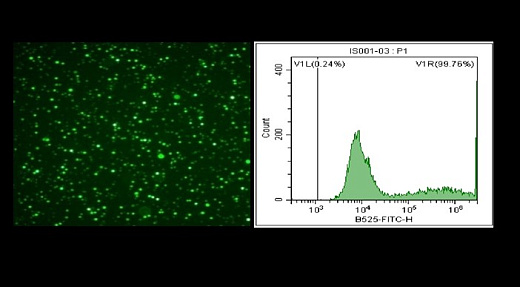 RapidTrans CHO Kit для транзиентной трансфекции CHO, Bioengine, Китай