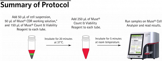 Реагент для диссоциации клеток перед подсчетом Muse Cell Dispersal Reagent, 100 тестов