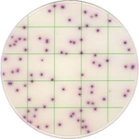 Тест-пластины KangarooSci для определения количества Staphylococcus aureus, 12шт./уп.