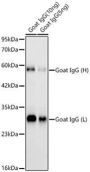 Антитела Anti-Goat IgG (H+L) кроличьи, поликлональные, не коньюгированные, вестерн-блоттинг