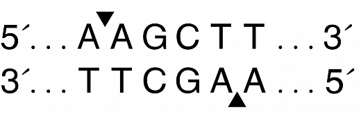  Эндонуклеаза рестрикции HindIII, 100 000 ед/мл, New England Biolabs