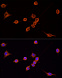 Антитела Anti-Mouse IgG (H+L) козьи, поликлональные, конъюгированные с TRITC, проточный цитометрический анализ