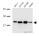 Вестерн-блоттинг: 20 мкг лизатов клеток HeLa и 3T3, окрашенных антителами anti-Bax antibody в разведении 1:3000.
