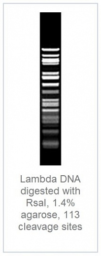 1,4% агарозный гель-электрофорез с результатами гидролиза ДНК фага лямбды эндонуклеазой рестрикции RsaI (113 сайтов рестрикции)
