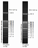 Маркер длин ДНК TrackIt 50 bp DNA Ladder, 17 фрагментов от 50 до 2500 п.н.; готовый к применению; 0,1 мкг/мкл Фото 2