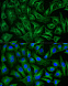Антитела Anti-Rabbit IgG (H+L) козьи, поликлональные, коньюгированые с ABflo 488, проточный цитометрический анализ