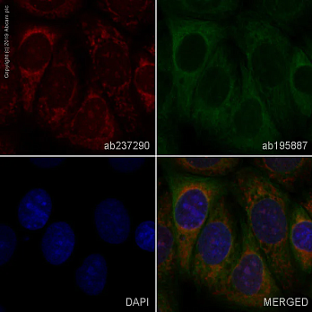Антитела Recombinant Anti-Glypican 1/ GPC1, 100 мкл, Abcam