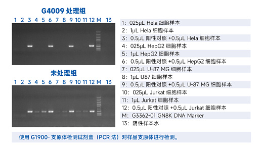 Результаты использования Mycoplasma Prevention Reagent (детекция проводилась методом ПЦР набором G1900-50T), Servicebio