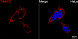 Антитела Anti-Rabbit IgG (H+L) козьи, поликлональные, коньюгированые с ABflo 594, проточный цитометрический анализ 