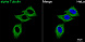 Антитела Anti-Mouse IgG (H+L) козьи, поликлональные, коньюгированные с FITC, конфокальная визуализация клеток HeLa