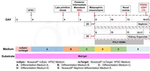 Схема дифференцировки нефроноподобных органоидов, полученных из hPSC, с использованием набора для дифференцировки hPSC-Nephron.