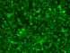 Вестерн-блоттинг: 20 мкг лизатов клеток HeLa и 3T3, окрашенных антителами anti-Bax antibody в разведении 1:3000.