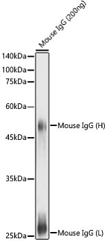 Антитела Anti-Mouse IgG (H+L) козьи, поликлональные, не конъюгированные, вестерн-блоттинг