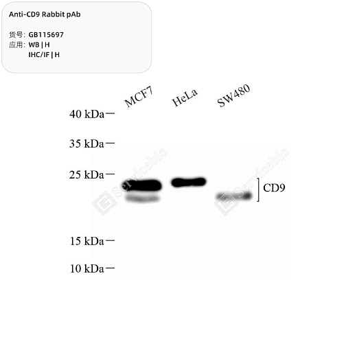 Антитела Анти-CD9 Rabbit pAb, кроличьи, Servicebio