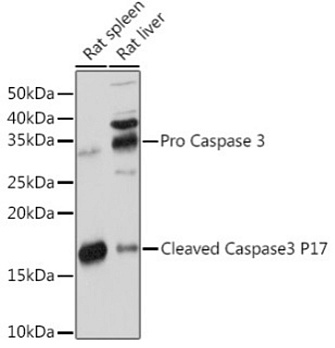 Антитела [KO Validated] active + pro Caspase-3 кроличьи, моноклональные