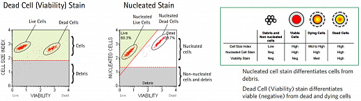 Набор для определения концентрации и жизнеспособности клеток Muse Count & Viability Kit 200x, 100 тестов Фото 2