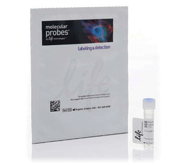 Краситель Alexa Fluor 488 Phalloidin, Thermo FS